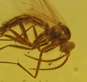 Two Sciaridae (Fungus Gnat), Fossil insect inclusion in Burmese Amber - Picture 1 of 4