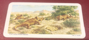 BROOKE BOND LIPTON RED ROSE TEA CARD VERY RARE REISSUE DINOSAURS 1971 NO35 EXC