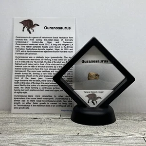 Ouranosaurus seltenes ausgestorbenes Dinosaurier Zahn Fossil in Vitrine - Bild 1 von 8