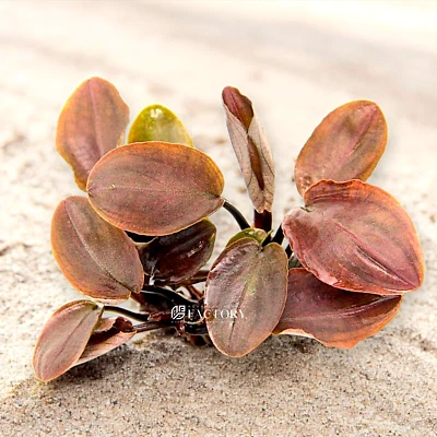 Lagenandra Meeboldii Red | Aquarium Plants Factory®