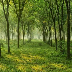 7x7ft Quiet Forest Trees Backdrop Outdoor Summer Photography Studio Prop - Picture 1 of 6