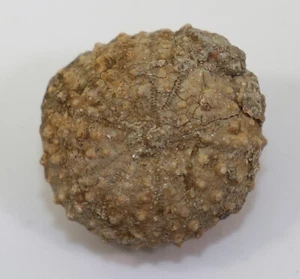 Riccio di mare, Circopeltis baicheri, Terziario, Eocene, Antugnac, Francia -i323 - Foto 1 di 5