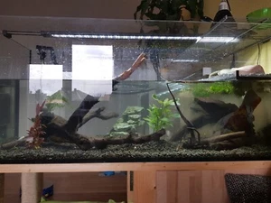Aquarium mit Landteil - Bild 1 von 6