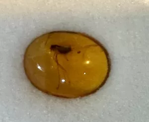 A Beautiful Burmite Burmese Amber Cabochon With Exquisite Insect Inclusion - Picture 1 of 12