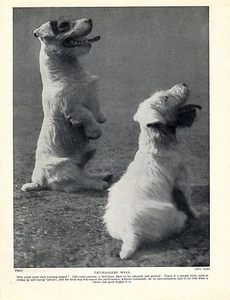 SEALYHAM TERRIER HUNDE BEZAUBERNDES BILD ALT 1934 HUNDEDRUCK - Bild 1 von 1