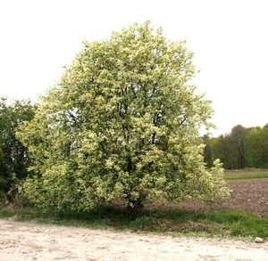 Traubenkirsche Kirsche Prunus padus 80 - 100 cm im 7,5 Liter Container - Bild 1 von 3