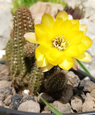 Chamalobivia Echinopsis Cutling Lemon Yellow rare cactus cacti succulent - Image 1 of 4