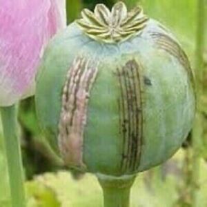 *AFGHAN BLUE*  -  Blu Papaver Somniferum  -  Fresh Poppy Seeds - Germination 90%
