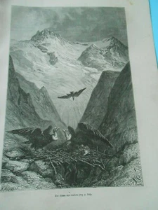 Gravure 1877 - Région Titicaca Pérou Une chasse aux condors - Picture 1 of 1