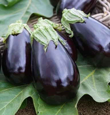 Bonica Eggplant 200 Seeds | Large Glossy Fruit – Heirloom Variety - Image 1 of 3