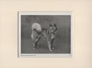 FINNISH SPITZ OLD VINTAGE 1940 NAMED DOG PRINT READY MOUNTED - Picture 1 of 1