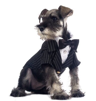 NEW DoggyDolly Formal Wedding Black Pinstripe Tuxedo Suit W/Silk Tie - Small • 22.03€