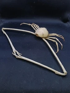 Giant 14" parilia major crab sea shell taxidermy. Marine life #13286. - Picture 1 of 4