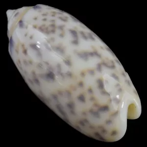 OLIVA AMETHYSTINA NEBULOSA (Camotes Isl., Philippinen) 29,8 mm #33923 - Bild 1 von 4