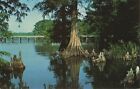 Postcard Cypress Knees Reel Foot Lake Tiptonville Tennessee