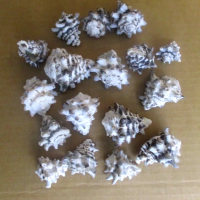 Lot 17 Vasum Turbinellus Gastropod Snail Shells Top Vase Fish Tank Aquarium - Image 1 of 4