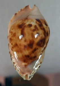 Cyprea marginata - INCREDIBILE - Foto 1 di 4