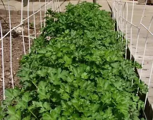 Santo Coriander Cilantro Seed 3gr aprx 300ct Certified Organic USA GROWN - Picture 1 of 2