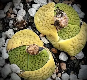 SEEDS - Lithops hookeri v. dabneri 'Annarosa' 30 Seeds - Bild 1 von 1