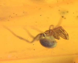 Gran pieza de 18,5 g de ámbar dominicano, mina Los CaCaos, inclusiones de insectos fósiles - Imagen 1 de 7