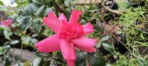 Lady Elsie May bare rooted rose plant 2 yrs-own root. - Picture 1 of 10