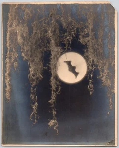 Foto encontrada de colección señal de murciélago con musgo español luna llena Halloween 8x10" - Imagen 1 de 2