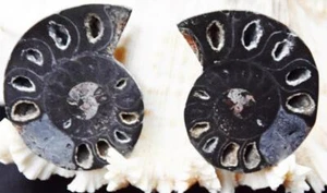 8894 Black Ammonite PAIR Deep Crystals MD 110myo Dinosaur age FOSSIL 48mm 1.9" - Picture 1 of 1