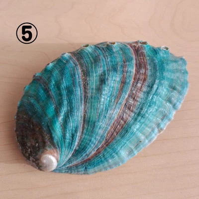 Abalone shell Japan - Image 1 of 2