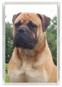 BULLMASTIFF LOVELY DOG HEAD ART PRINT ACRYLIC NOVELTY FRIDGE MAGNET GREAT GIFT - Picture 1 of 1