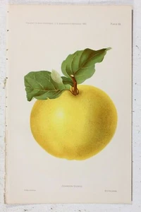 Antique Chromolithograph Print Johnson Orange Kitchen Decor Fruit Art Agricultur - Picture 1 of 2