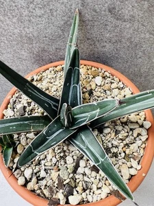 King Agave (Ferdinandi-Regis) 15cm Pot - Picture 1 of 2