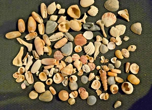 Vintage Lot of 75 + Over 1 lb. Asst. Seashells gathered from the Ocean Seaside - Picture 1 of 9