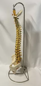 Somso QS21/6 Vertebral Column with Pelvis Anatomical Model w/ Hanging Stand - Picture 1 of 10