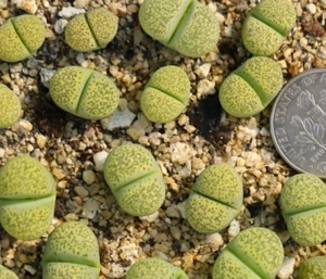 Plant -1- Lithops localis 'Speckled Gold' C345A - Picture 1 of 3