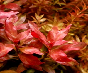 piante piante vive vere per acquario dolce rosse tropicale rapida Ludwigia lotto - Foto 1 di 4