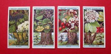 WILLS  4 ANTIQUE 1924 CIGARETTE CARDS FLOWERING TREES & SHRUBS  No's 19-20-21-22