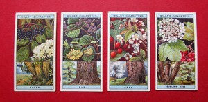 WILLS  4 ANTIQUE 1924 CIGARETTE CARDS FLOWERING TREES & SHRUBS  No's 19-20-21-22