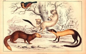 BIRD, JAVA FERRET, HARDWICK'S WEASEL, ERMINE Antique Animal engraving 1830 - Picture 1 of 1