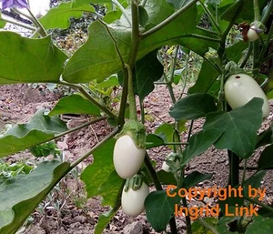 SAMEN Garten Obst Frucht Samen exotische Früchte Obstbaum Saatgut EIERBAUM Balk - Bild 1 von 2