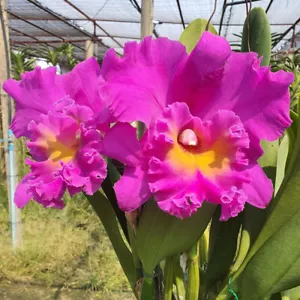 Cattleya Pink Empres Orchidee Pflanze blühend Größe Topf 3,5 Zoll reife Pflanze - Bild 1 von 9