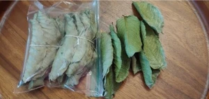 Organic Home Garden Guava leaves dried leaves 50 pcs from sri lanka - Picture 1 of 5