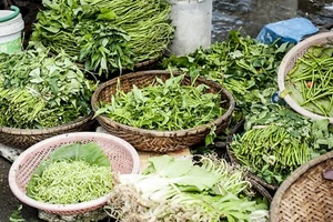 ☺25 graines d'épinard aquatique / liseron d'eau/ kangkung bika. - Foto 1 di 3
