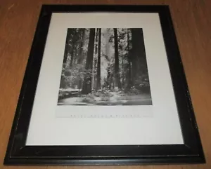 ANSEL ADAMS FIAT LUXE MUSEUM of PHOTOGRAPHY "1966 REDWOODS, FOUNDERS GROVE"RARE - Picture 1 of 5