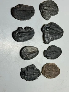 LOTE #5 - 8 TRILOBITES FÓSILES ELRATHIA - Imagen 1 de 4