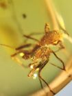 einzigartige Arachnida Spinne Burmit Myanmar Burmesen Bernstein Insekt Fossil Dinosaurier Alter