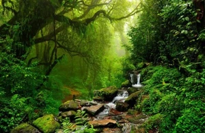 VLIES Fototapete-WALDBACH-(X1045ah) Natur, Bäume, Dickicht, Bach, XXL Wandbild - Bild 1 von 1