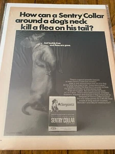Vintage 1967 Sergeant's Collar Dachshund Dog ad - Picture 1 of 1