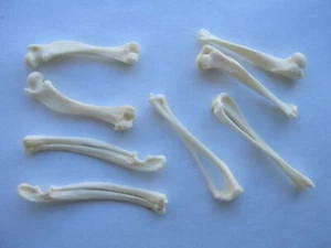 Lot of Real African Pygmy Hedgehog Bones Arm Leg Femur Animal Skeleton Taxidermy - Picture 1 of 3