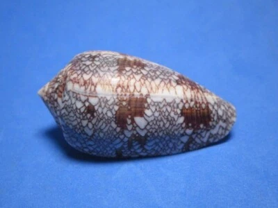 Conus textile f. albotaeniatus Linnaeus,1759 "NEW VARIANT!"  (55.9mm) - Image 1 of 4