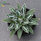 7-8cm Agave victoriae-reginae T.Moore Easy to grow beautiful indoor flowers